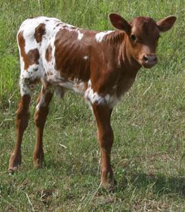 A brown and white cow

Description automatically generated with medium confidence
