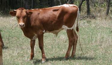 A cow standing in a field

Description automatically generated with low confidence