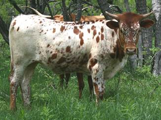 A picture containing grass, cow, outdoor, tree

Description automatically generated