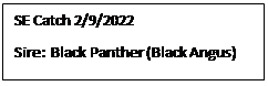 Text Box: SE Catch 2/9/2022
Sire:  Black Panther (Black Angus)
