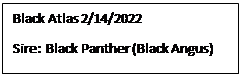 Text Box: Black Atlas 2/14/2022
Sire:  Black Panther (Black Angus)
