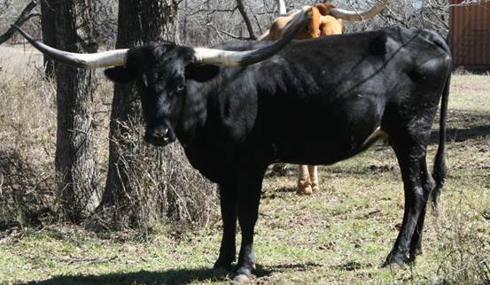 A picture containing grass, outdoor, mammal, cow

Description automatically generated