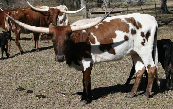 A group of cows stand in a field

Description automatically generated with low confidence