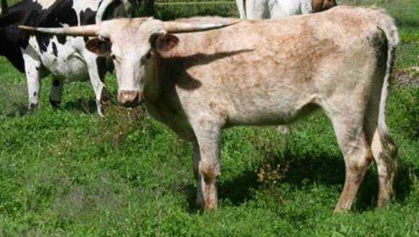 A picture containing grass, cow, outdoor, field

Description automatically generated