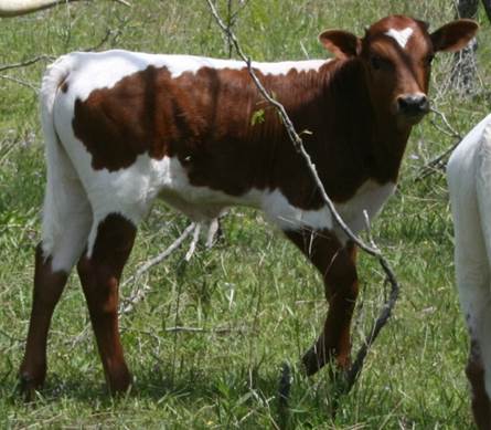 A cow with a rope around its neck

Description automatically generated with medium confidence