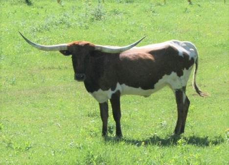 A cow with horns standing in a grassy field

Description automatically generated with low confidence
