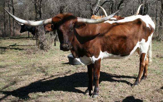 A picture containing cow, grass, outdoor, mammal

Description automatically generated