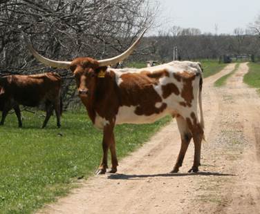 A group of cows stand on a dirt road

Description automatically generated with medium confidence