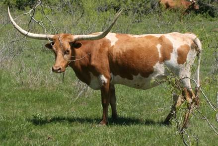 A picture containing grass, outdoor, cow, mammal

Description automatically generated