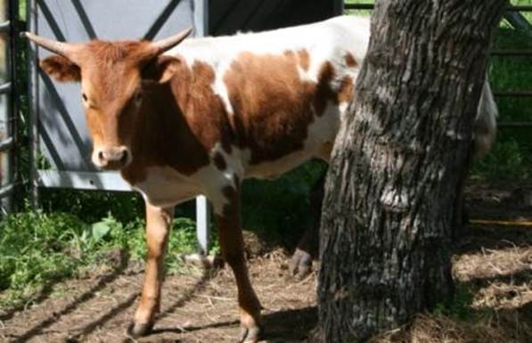 A cow standing next to a tree

Description automatically generated