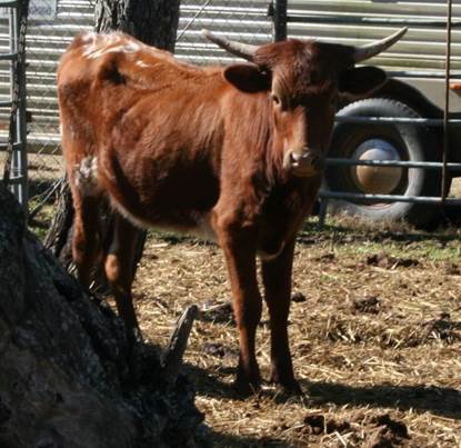 A picture containing cow, outdoor, grass, mammal

Description automatically generated