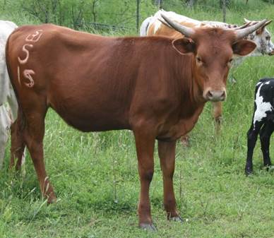 A cow and a calf in a fenced in pasture

Description automatically generated with low confidence