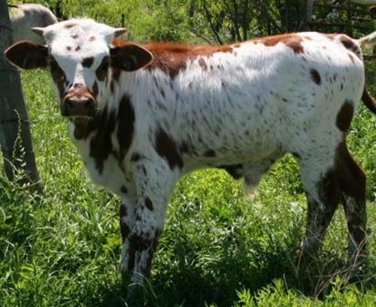 A cow standing in a field

Description automatically generated with medium confidence