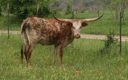 A cow standing in a field

Description automatically generated with medium confidence