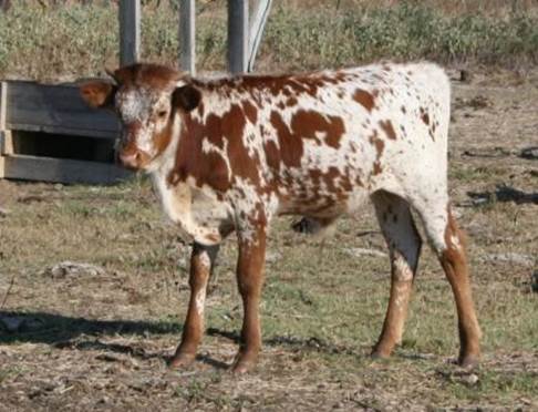 A brown and white spotted cow

Description automatically generated with medium confidence