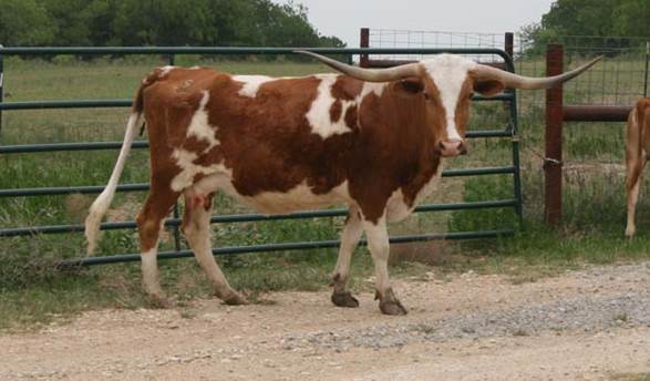 A cow standing in a fenced in area

Description automatically generated with low confidence