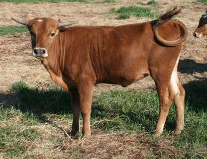 A cow standing in a field

Description automatically generated with low confidence
