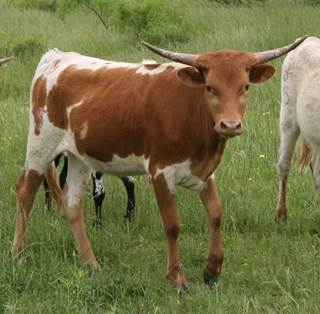 A group of cows stand in a grassy field

Description automatically generated with medium confidence
