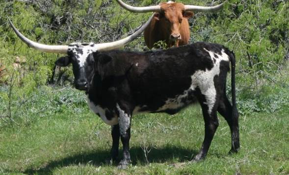 A couple of cows stand in a grassy field

Description automatically generated with medium confidence