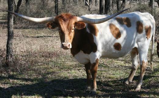 A cow standing in a fenced in area

Description automatically generated with low confidence