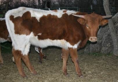 A picture containing cow, mammal, brown, standing

Description automatically generated