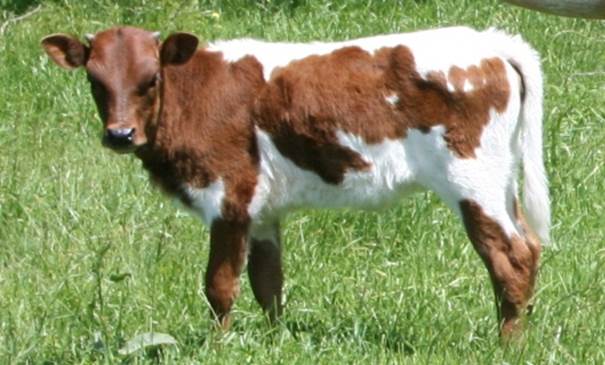 A cow and a calf in a field

Description automatically generated with low confidence