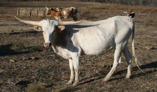 A picture containing grass, cow, outdoor, mammal

Description automatically generated
