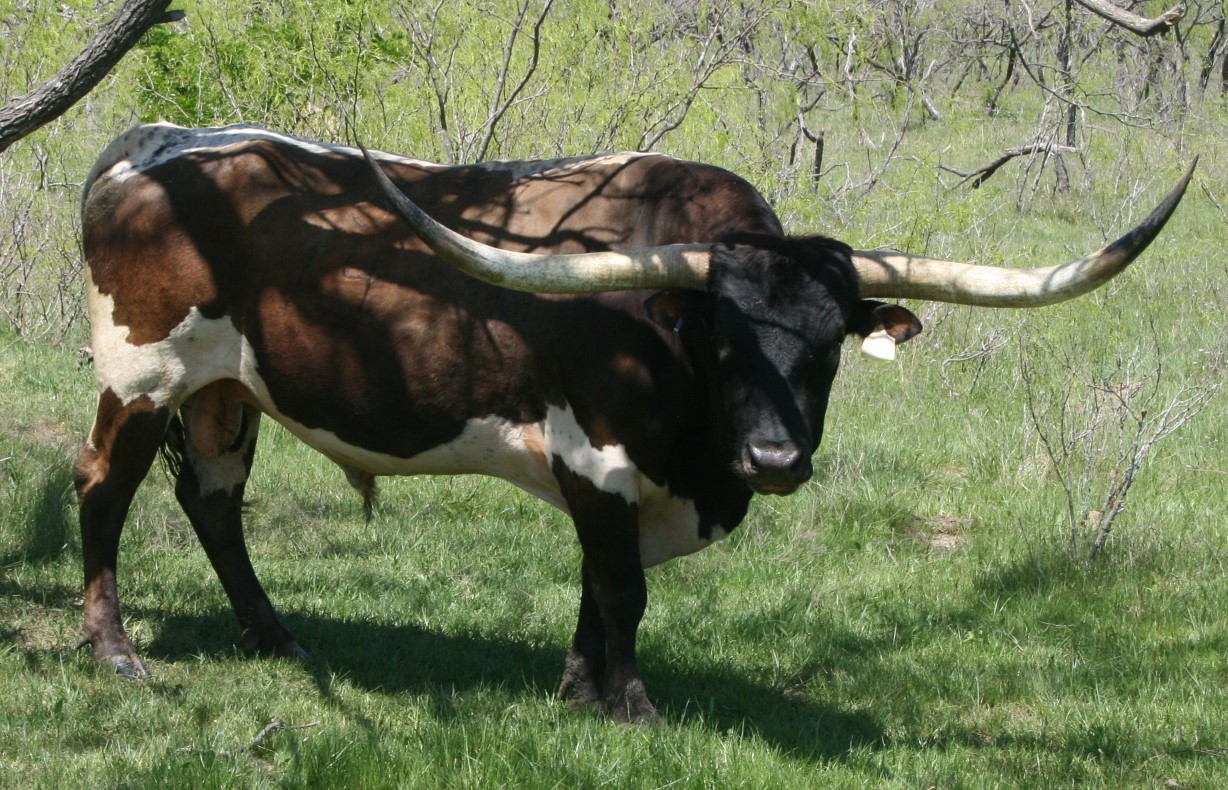 Atlas EOT Longhorn bull in pasture

Description automatically generated