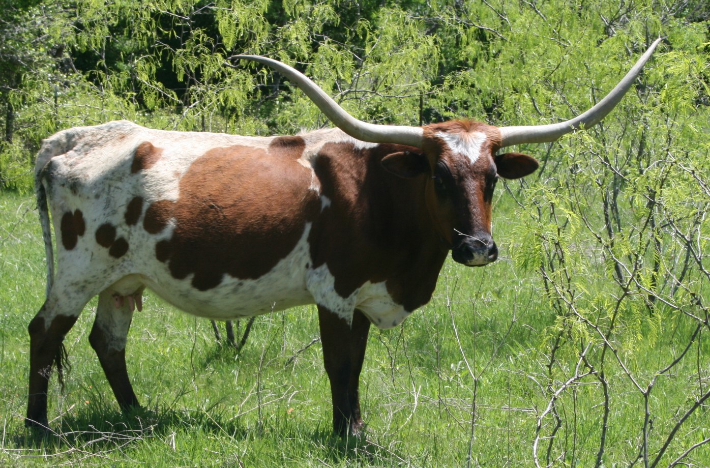 A picture containing grass, outdoor, tree, cow

Description automatically generated