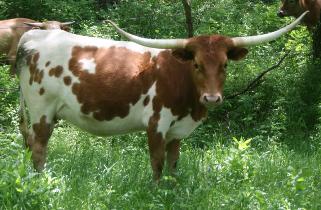 A picture containing grass, cow, outdoor, tree

Description automatically generated