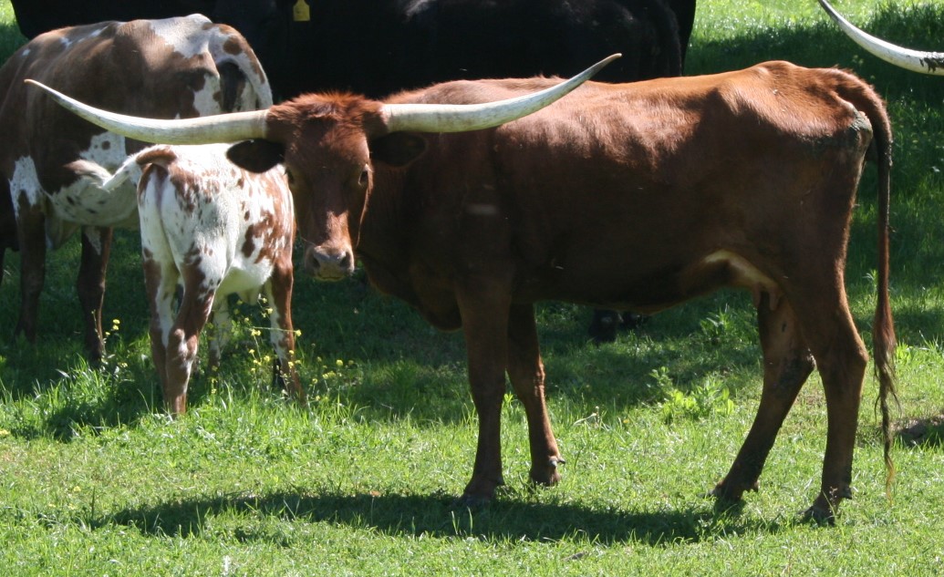 A group of cows stand in a field

Description automatically generated with medium confidence