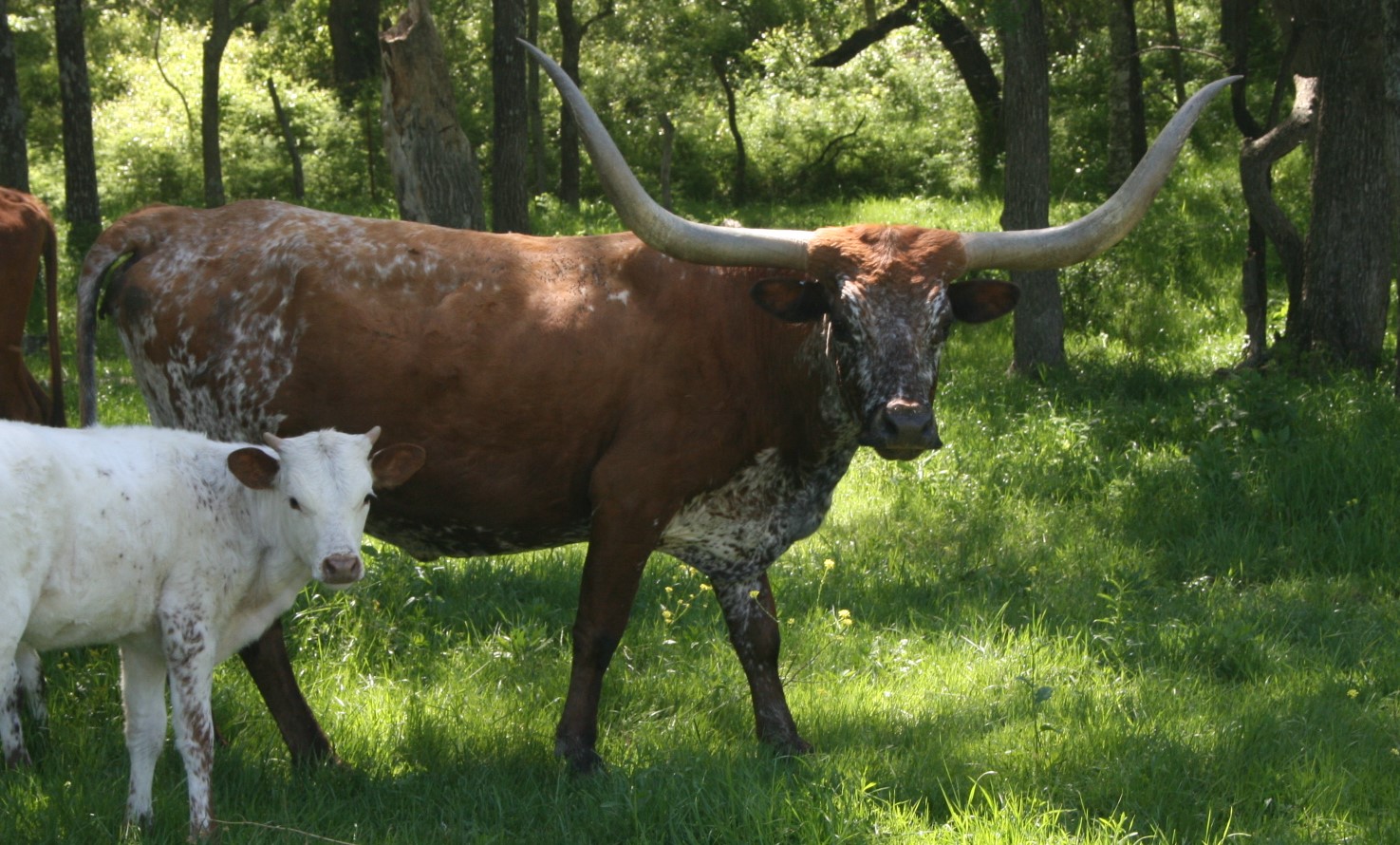 A picture containing grass, cow, tree, outdoor

Description automatically generated