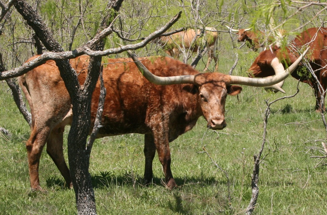 A picture containing grass, outdoor, cow, mammal

Description automatically generated