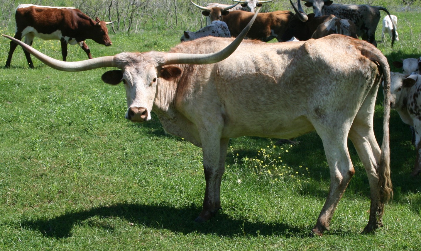 A picture containing grass, cow, outdoor, field

Description automatically generated